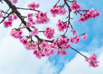 沖縄に咲く紅いヒカンザクラ、桜、寒緋桜