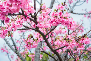 沖縄に咲く紅いヒカンザクラ、桜、寒緋桜