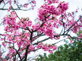沖縄に咲く紅いヒカンザクラ、桜、寒緋桜