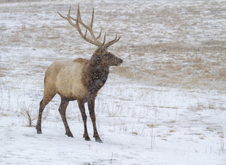 Bull Elk In Blizzard