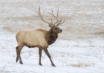 Male elk (Cervus canadensis) walking in blizzard