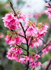 沖縄に咲く紅いヒカンザクラ、桜、寒緋桜