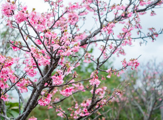沖縄に咲く紅いヒカンザクラ、桜、寒緋桜