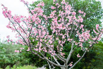 沖縄に咲く紅いヒカンザクラ、桜、寒緋桜