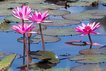 Beautiful Water lilies on a pond