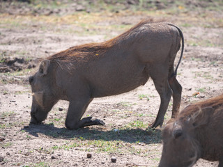 Fototapeta premium Chobe national park,Botswana-August 18, 2016: warthog in the Chobe national park, Botswana