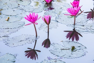 Papier Peint photo Lavable Nénuphars Beautiful Water lilies on a pond