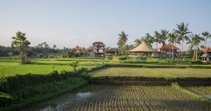 Timelapse of rice plantation against small vilage in Indonesia, Bali
