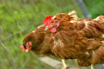 Farm Hens
