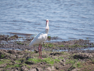Chobe national park,Botswana-August 18, 2016: Eurasian spoonbill or Platalea leucorodia in the Chobe national park, Botswana