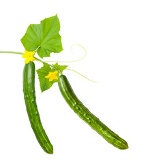  cucumbers with flowers and leaves