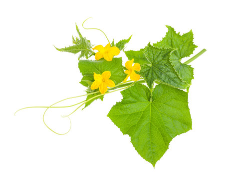 cucumber branch with flowers