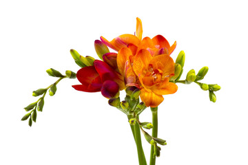Obraz na płótnie Canvas Blooming Freesia flowers