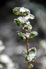 The plant Quercus coccifera, the Kermes Oak in the snow near Sparmos village on mount Olympus. Thessaly region, central Greece.