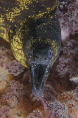 Mora Eel Poking Out from Soft Coral