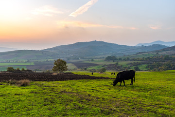 Cows grazing on a green meadow at sunset