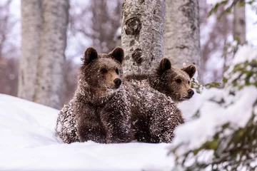 Fototapeten Bear in winter time. Bear bruin in the forest. © krstrbrt