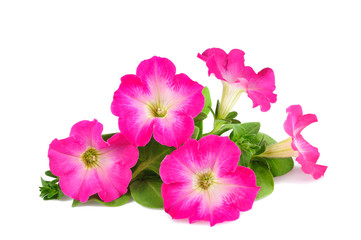 Pink surfinia flowers - obrazy, fototapety, plakaty