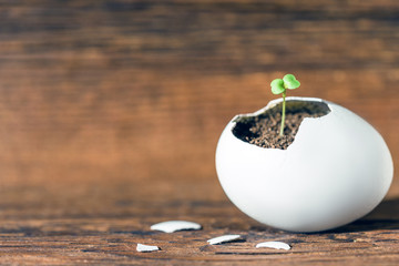 New life concept. Young sprout breaks through the egg shell.