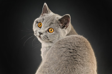 Obraz premium Kot brytyjski krótkowłosy odwraca się