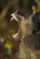 Obraz premium Baboon yawn, Africa