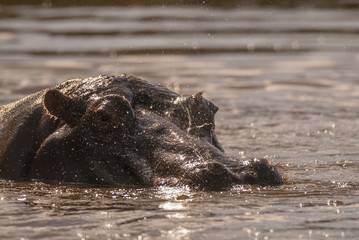 Hippopotamus, Kruger National Park