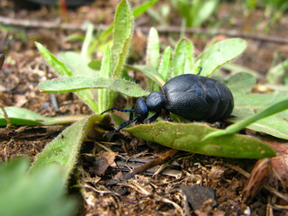 beetle bug macro