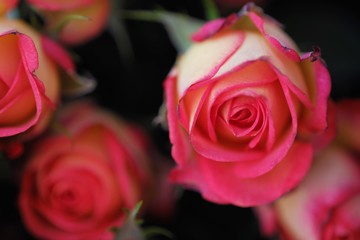 Beautiful bouquet of pink roses on the table 