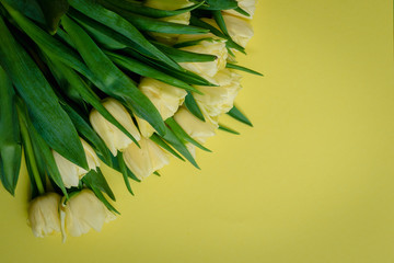 yellow tulips against a yellow background
