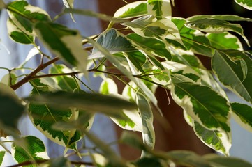 Leaves