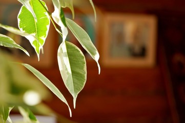 Grandmother's ficus