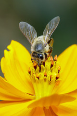 Image of bee or honeybee on yellow flower collects nectar. Golden honeybee on flower pollen. Insect. Animal