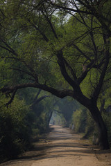 A path in keoladeo national park.