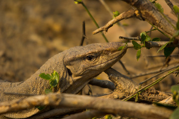 The monitor lizard in keoladeo national park. 