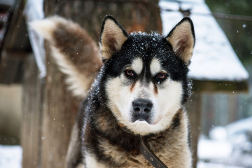 Portrait of Alaskan Malamute Dog.