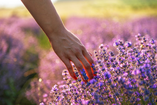 Fototapeta Touching the lavender.