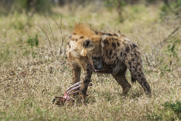 Hyena eating, Africa