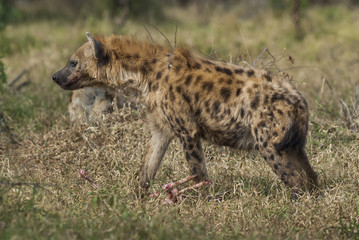 Hyena eating, Africa