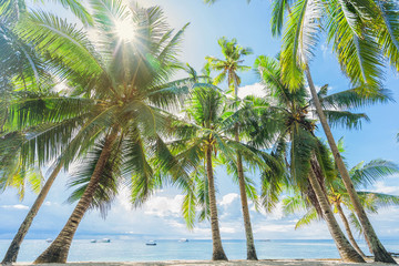 Alona beach, Panglao, Philippines. Coconut palms on the shore.