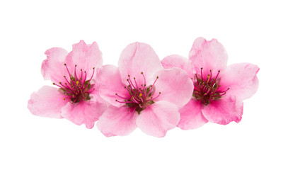 Sakura flowers isolated