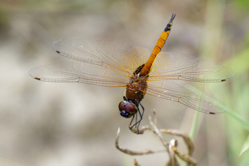 Image of Asian Amberwing dragonfly(female)/Brachythemis contaminata on a branch on nature background. Insect. Animal