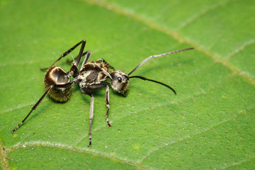 Fototapeta premium Image of an ant (Polyrhachis dives) on green leaf. Insect. Animal.