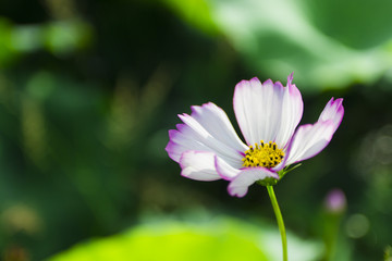 Outdoor small wildflowers close-up