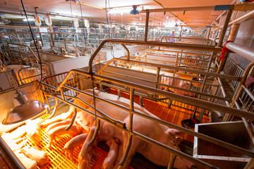 swine farming - parent swine farm. Feeding baby piglets, one of livestock farming business feeding in indoor housing. Many pigs are eating pork breast milk.