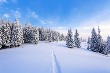 On a frosty day among high mountains are magical trees covered with white fluffy snow against the magical winter landscape. Scenery for the tourists. The wide trail leads to the forest.