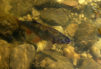 fish in the river