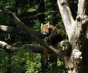  red panda in a tree