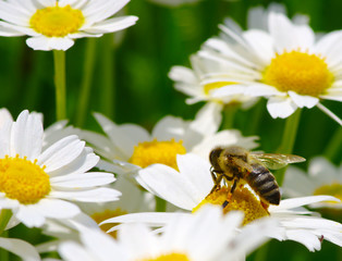 Bee and flower