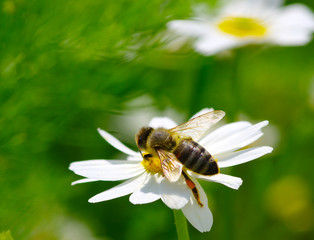 Bee and flower