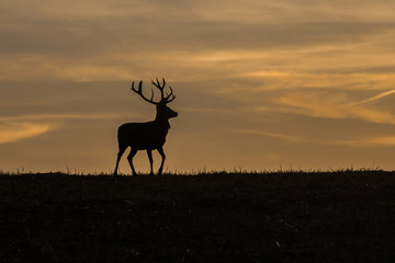 A white tail deer silhouetted against a sunset